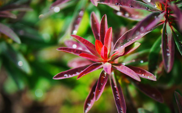 10 Of The Best Plants For November 