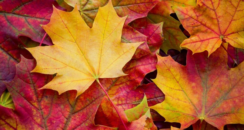 More Ways to Use Fall Leaves in The Garden