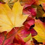 More Ways to Use Fall Leaves in The Garden