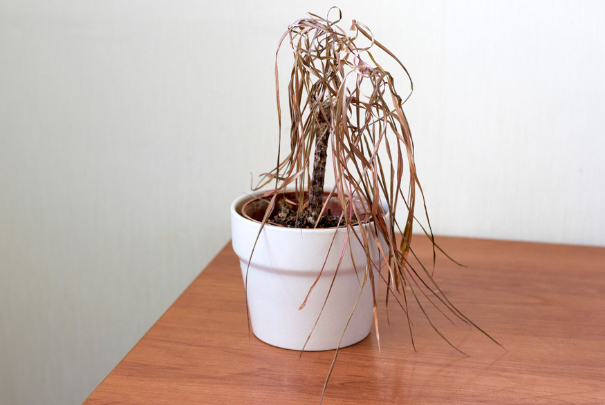  How to Revive a Dried Plants