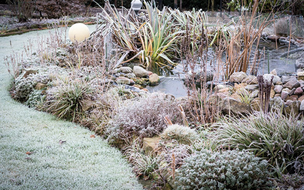 8 Key Rules for Maintaining a Winter Garden 