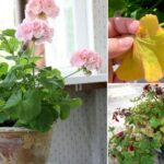 Geranium Leaves Turning Yellow and Brown: Apply These 7 Things And See The Results