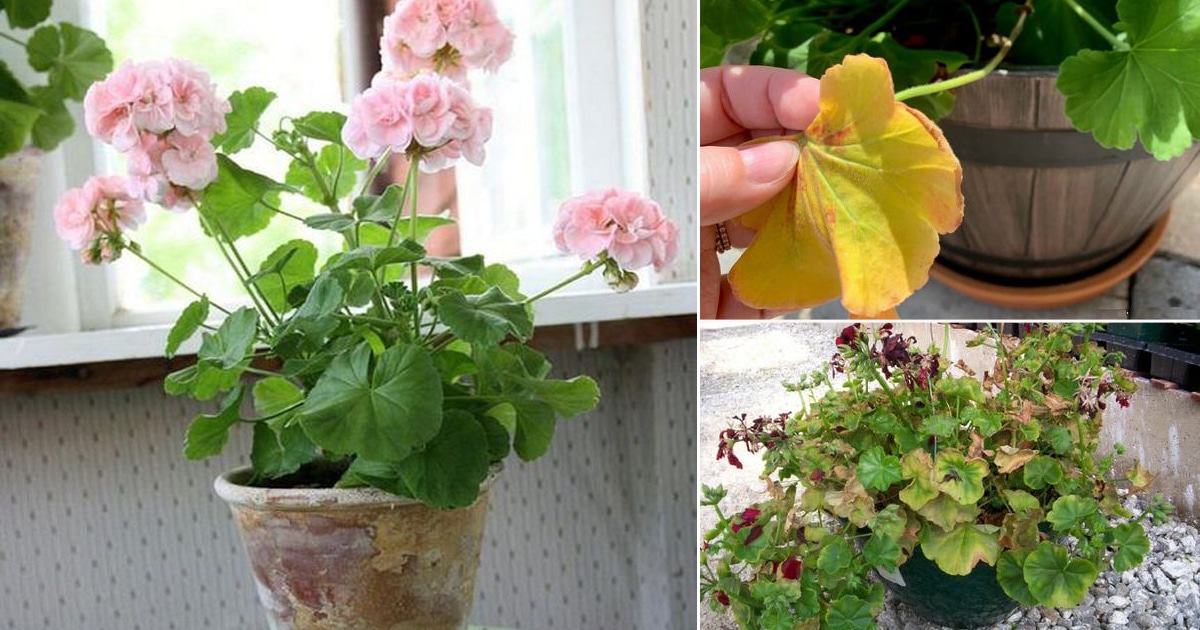 Geranium Leaves Turning Yellow and Brown: Apply These 7 Things And See The Results