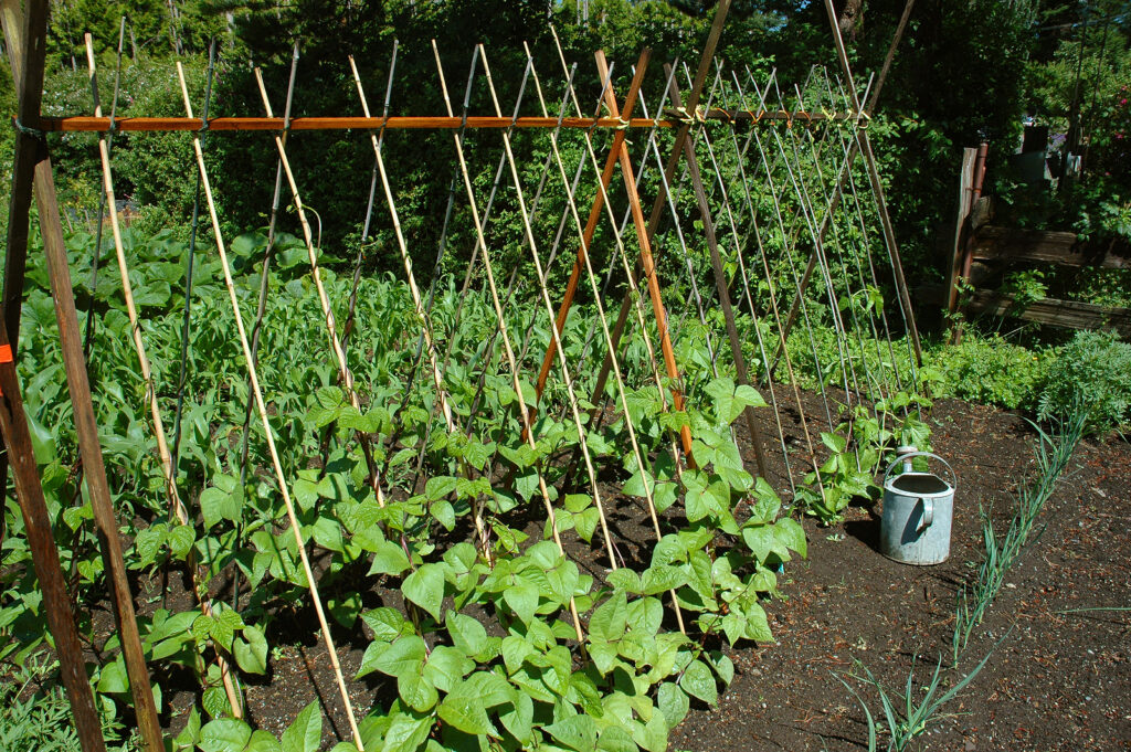 Grandparents Gardening Tips and Tricks That Never Fail