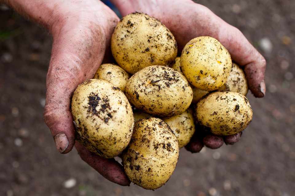 Grandparents Gardening Tips and Tricks That Never Fail