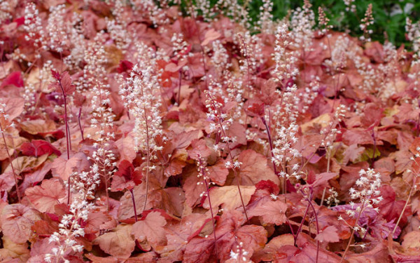 10 Of The Best Plants For November 