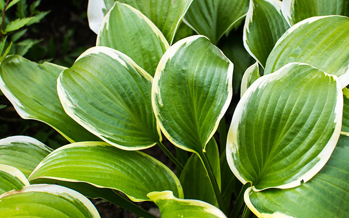 The Mental Health Benefits of water gardening 