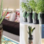 The 21 Types of Indoor Plants to Grow in Jars and Bottles