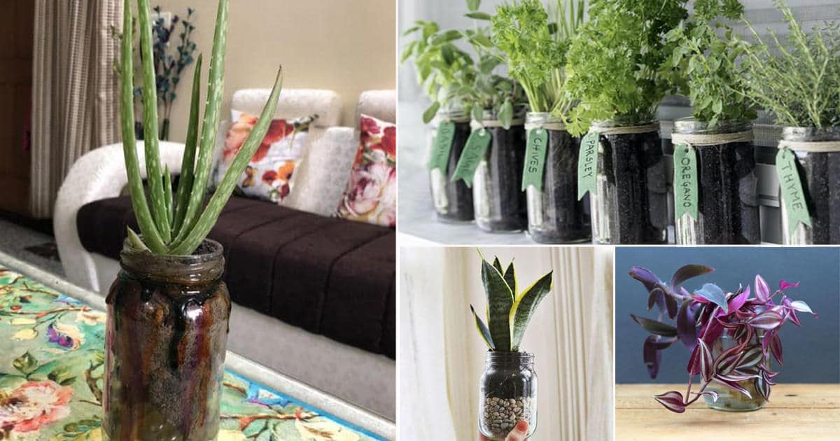 The 21 Types of Indoor Plants to Grow in Jars and Bottles