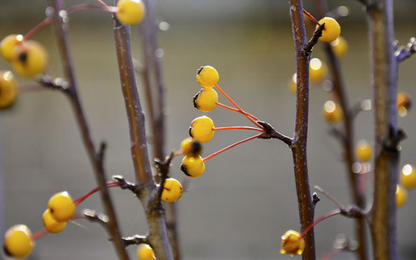 10 Of The Best Plants For November 