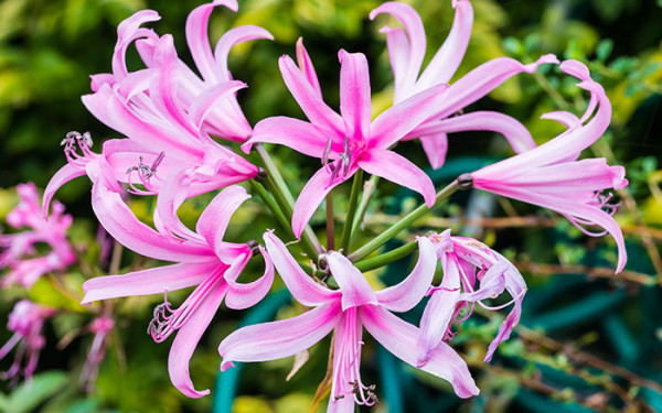 10 Of The Best Plants For November 