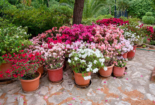 Your Plants Are Not Blooming ? Apply These 12 Things And See The Results