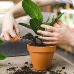 Repotting Houseplants 8 Mistakes You Should Not Make