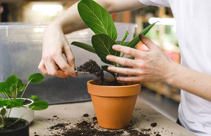 Repotting Houseplants 8 Mistakes You Should Not Make