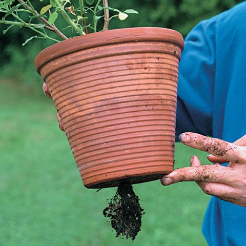 Roots are spilling out from the bottom of the container.