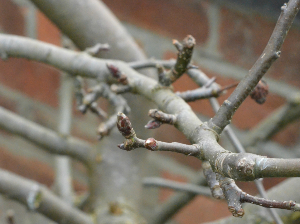 Gardening Calendar For November : What To Plant 