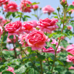 The Easiest Ways To Grow Rose From Cutting