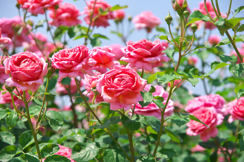 The Easiest Ways To Grow Rose From Cutting