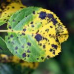 Your Plant Has Been Infected With Black Spot Fungus : Apply These 6 Things And See The Results