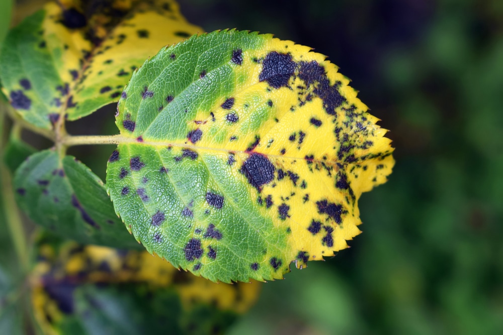 Your Plant Has Been Infected With Black Spot Fungus : Apply These 6 Things And See The Results