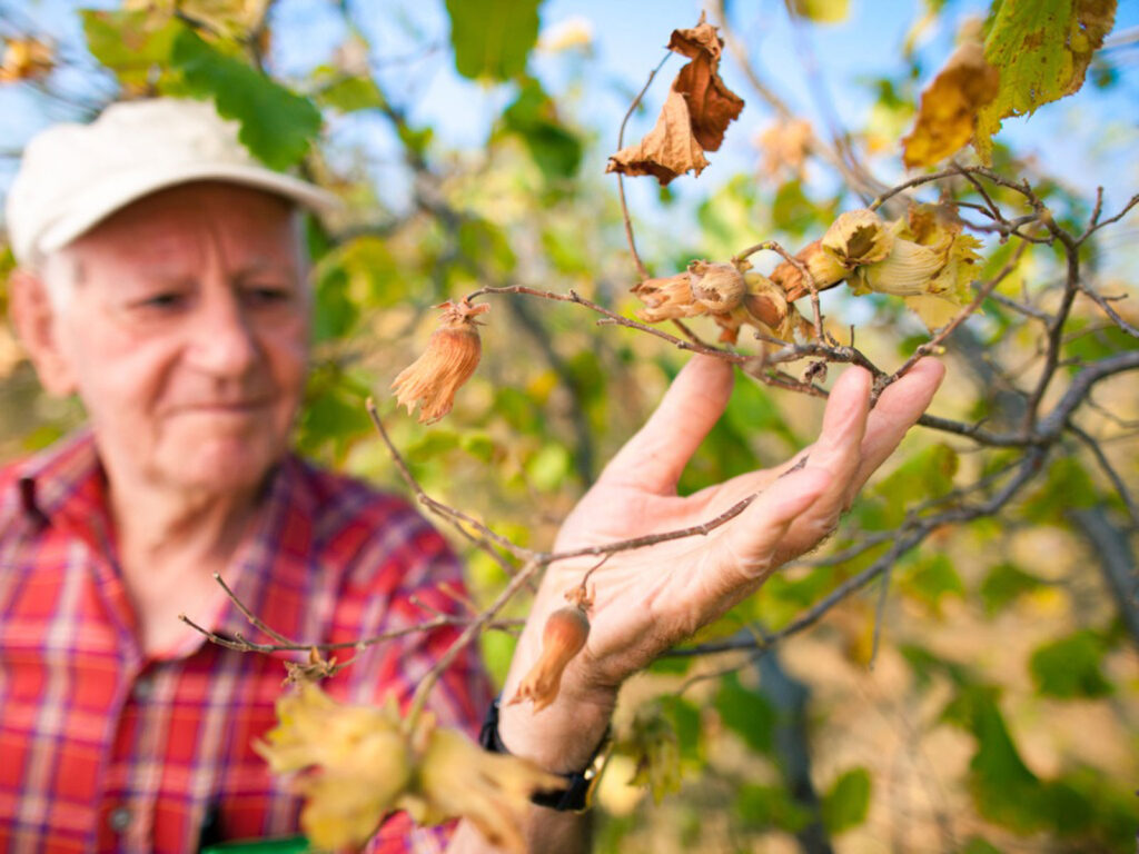  How to Revive a Dried Plants