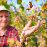 How to Revive a Dried Plants