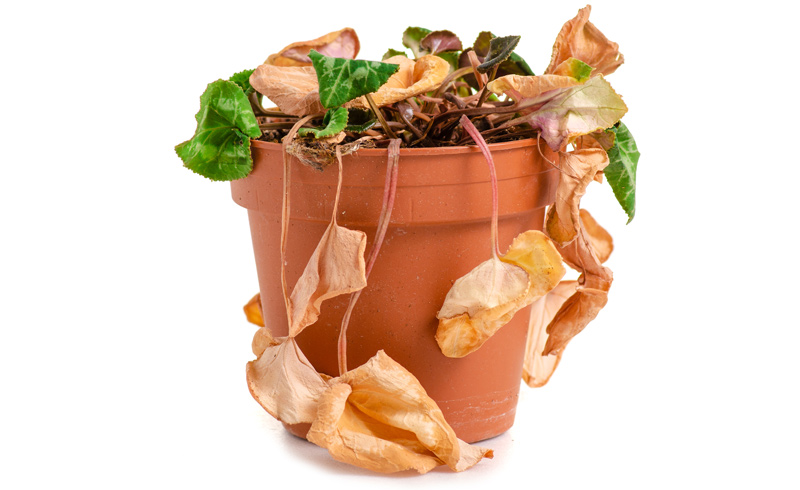  How to Revive a Dried Plants