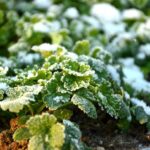 Best Ways to Prepare Your Garden for Winter