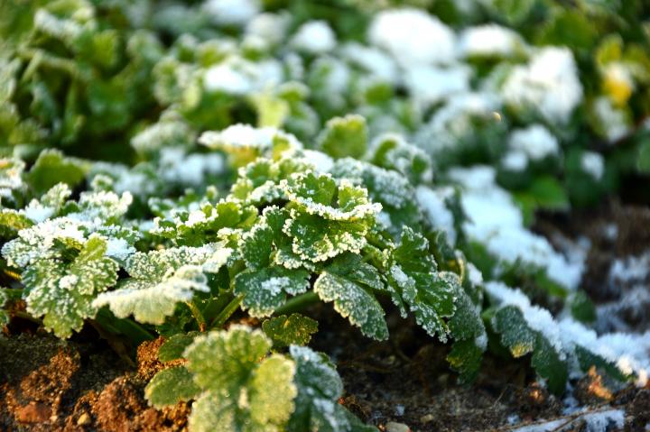 Best Ways to Prepare Your Garden for Winter