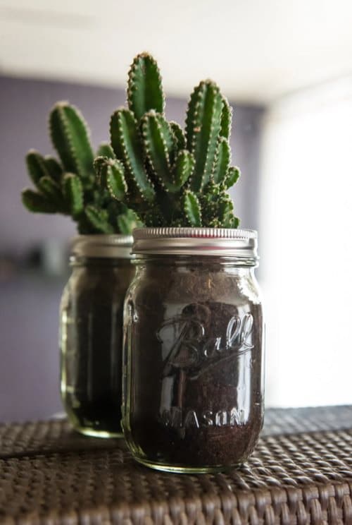 The 21 Types of Indoor Plants to Grow in Jars and Bottles