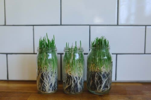 The 21 Types of Indoor Plants to Grow in Jars and Bottles