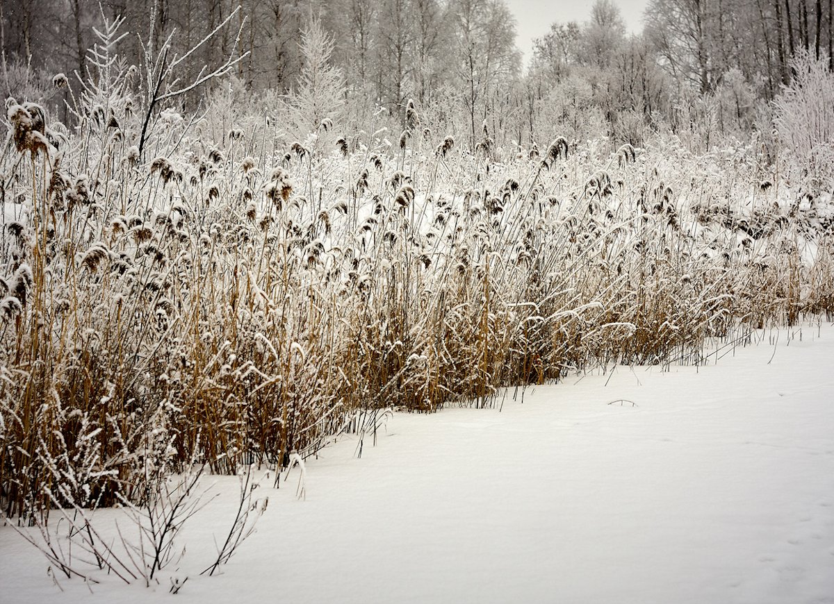 8 Key Rules for Maintaining a Winter Garden