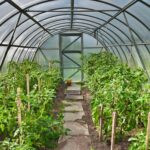 Improving Your Garden and Save Time With Plasticulture