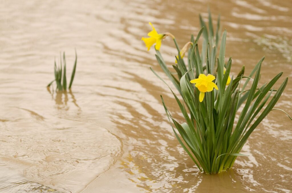 Essential Tips to Weatherproof Your Garden 