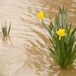 Essential Tips to Weatherproof Your Garden