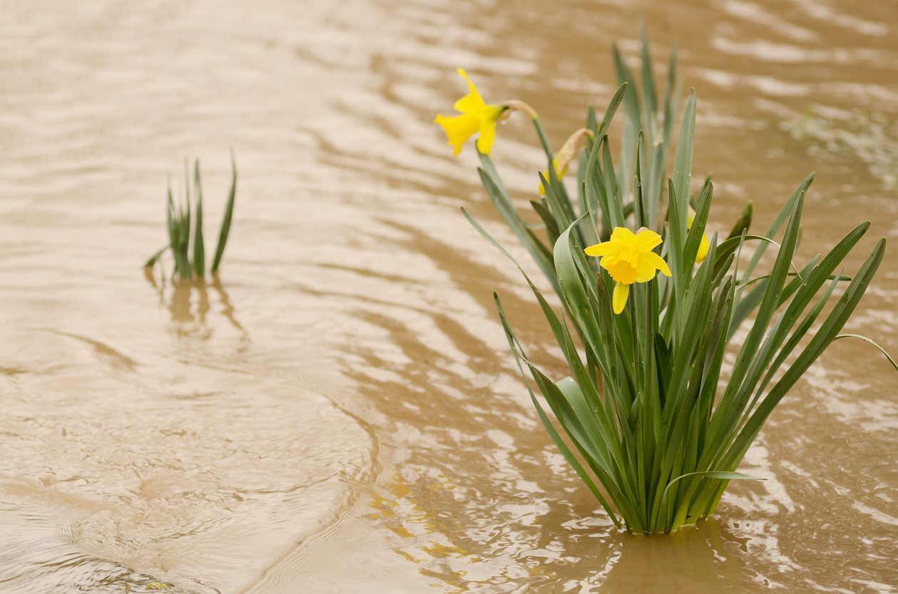 Essential Tips to Weatherproof Your Garden