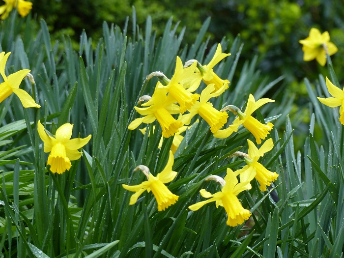 Top 15 Daffodils for Your Yard and Garden 