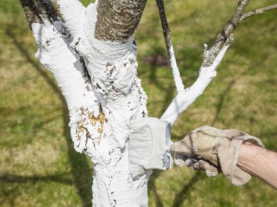 Winter treatment of fruit trees: white on the trunks