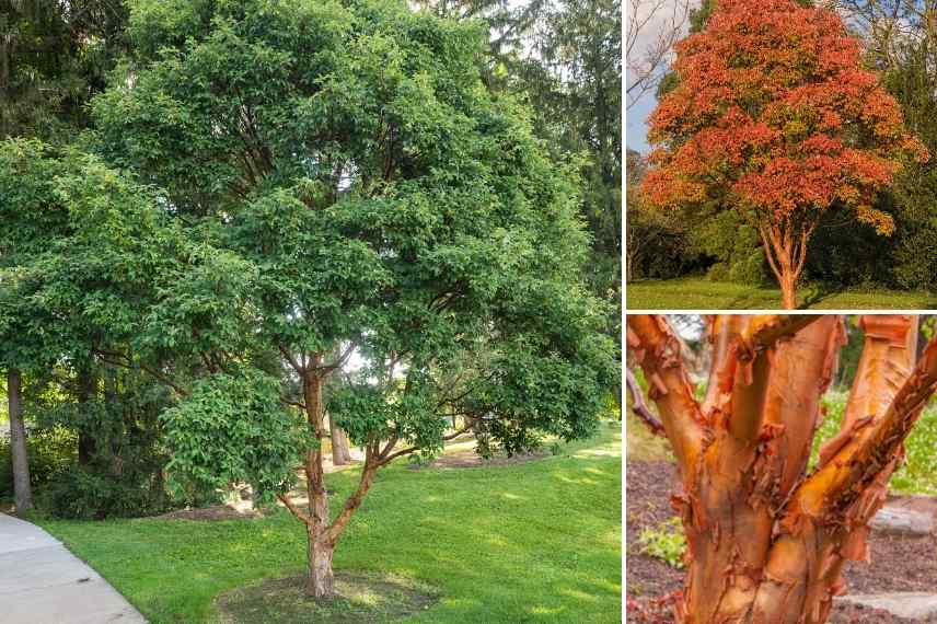 6 Amazing Types of Elegance Maple Trees 