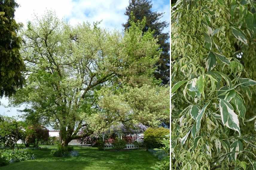 6 Amazing Types of Elegance Maple Trees 