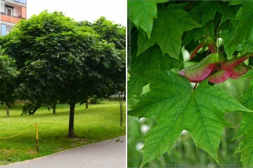 6 Amazing Types of Elegance Maple Trees 