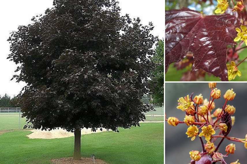 6 Amazing Types of Elegance Maple Trees 