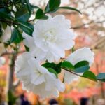 The 7 Best Varieties of Blooming Camellias