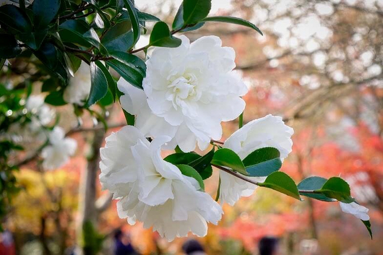 The 7 Best Varieties of Blooming Camellias