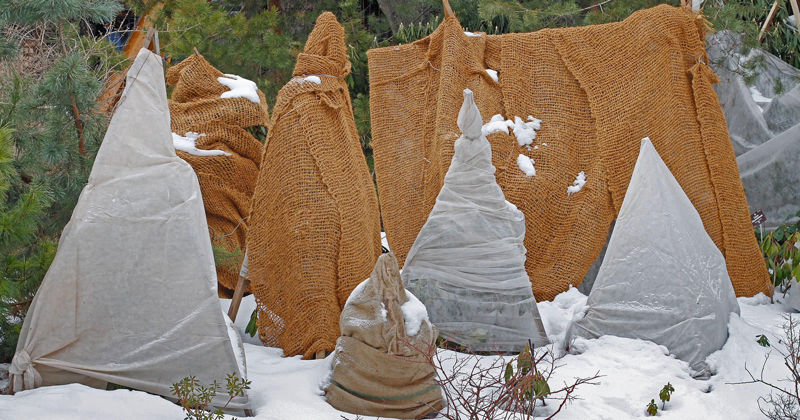 Wind And Overwintering : How To Protect Plants From Swings In Temperature