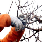 Expert Tips for Winter Pruning