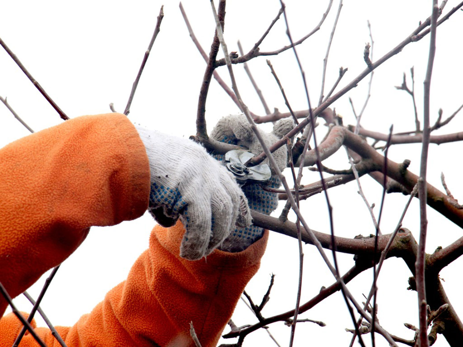 Expert Tips for Winter Pruning