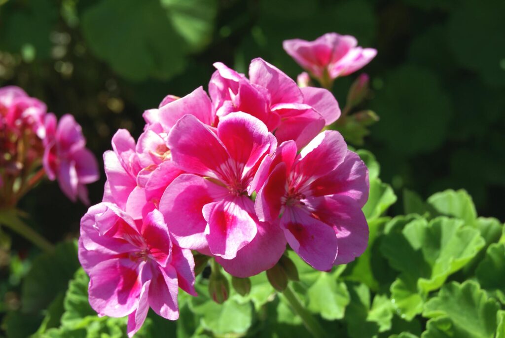 How To Plant Zonal Geranium In a Pot 