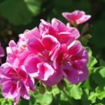 How To Plant Zonal Geranium In a Pot