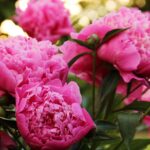 Tips and Information About Peonies to Help You Get The Best Results